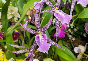 20250222_135218 Tower Hill Botanic Garden, MA